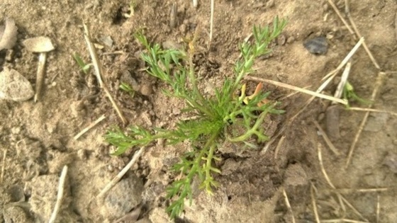 Back to Control of Scentless mayweed