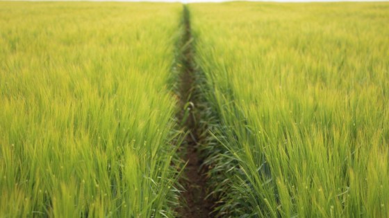 Barley Agronomy Guide - Physical Copy