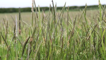 Blackgrass control strategy helped by new herbicide