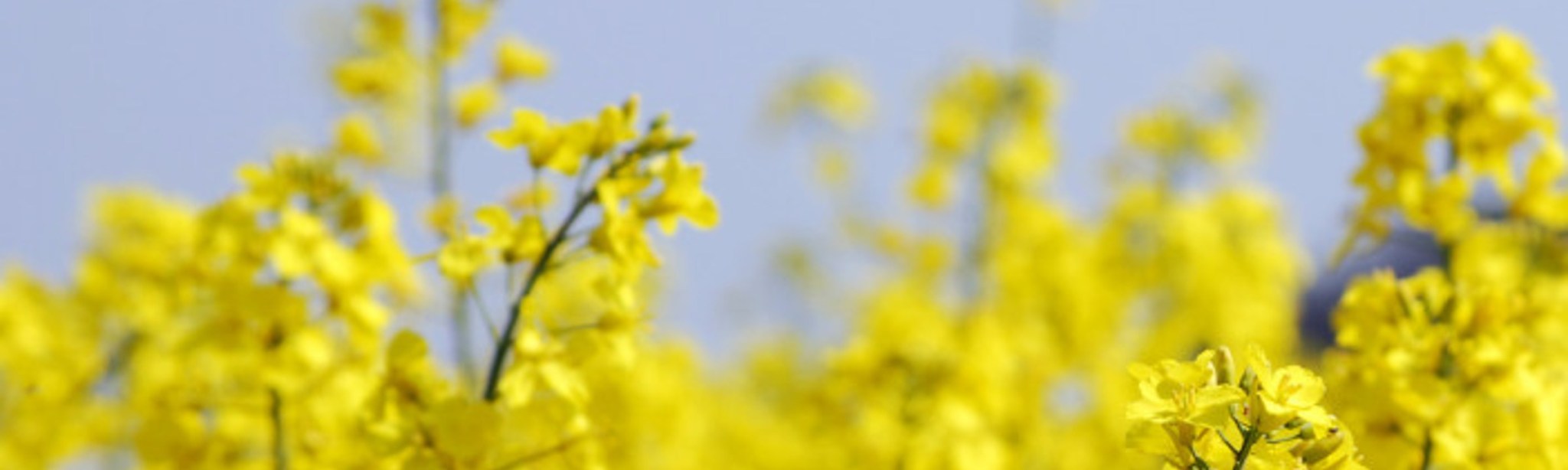 New ADAS research shows Caryx<sup>®</sup> mitigates lodging risk from CSFB larvae damage