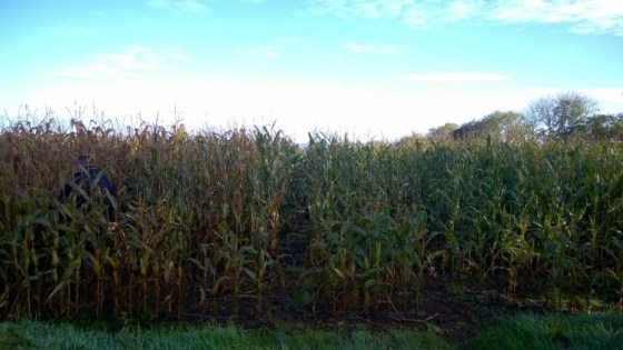 BASF & MGA Maize Webinar 