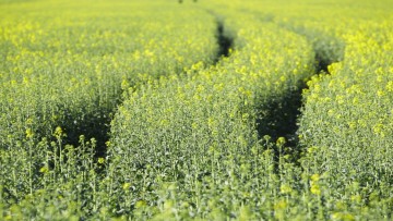 Spring Oilseed Rape