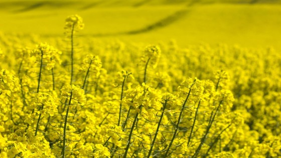 8 reasons you'll be glad you planted InVigor OSR