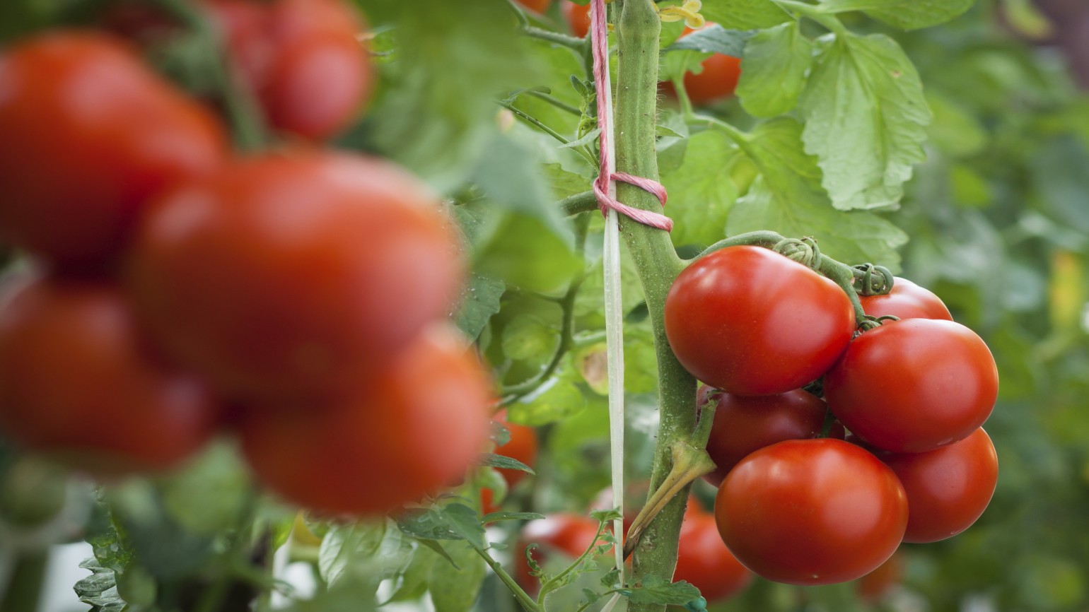 Fruiting Vegetables BASF Agricultural Solutions UK