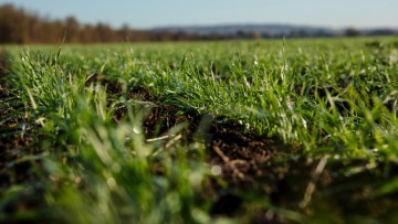Common Ground: Maintaining weed control momentum