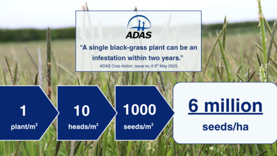 If grass weeds could be there, there is a battle to be won 