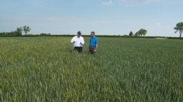  Black-grass Spray Miss - A Visual Warning