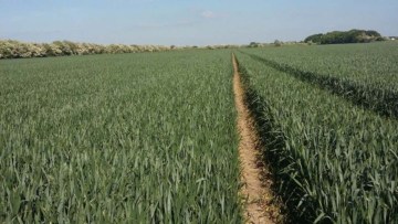 Keeping a black-grass diary