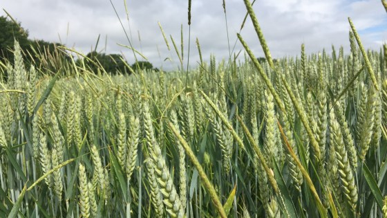 Know the Opposition – Grass Weed Identification 