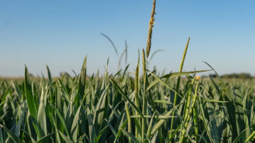 Common Ground: Taking a zero tolerance approach to grass weeds
