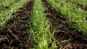 Why black-grass is so bad – and what to do about it