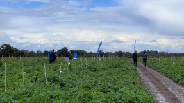  BASF's potato portfolio shines at Eurofins