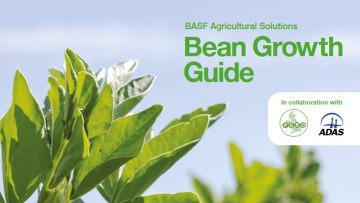 Bean Growth Guide