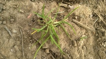 BASF's Weed Fact Sheets 