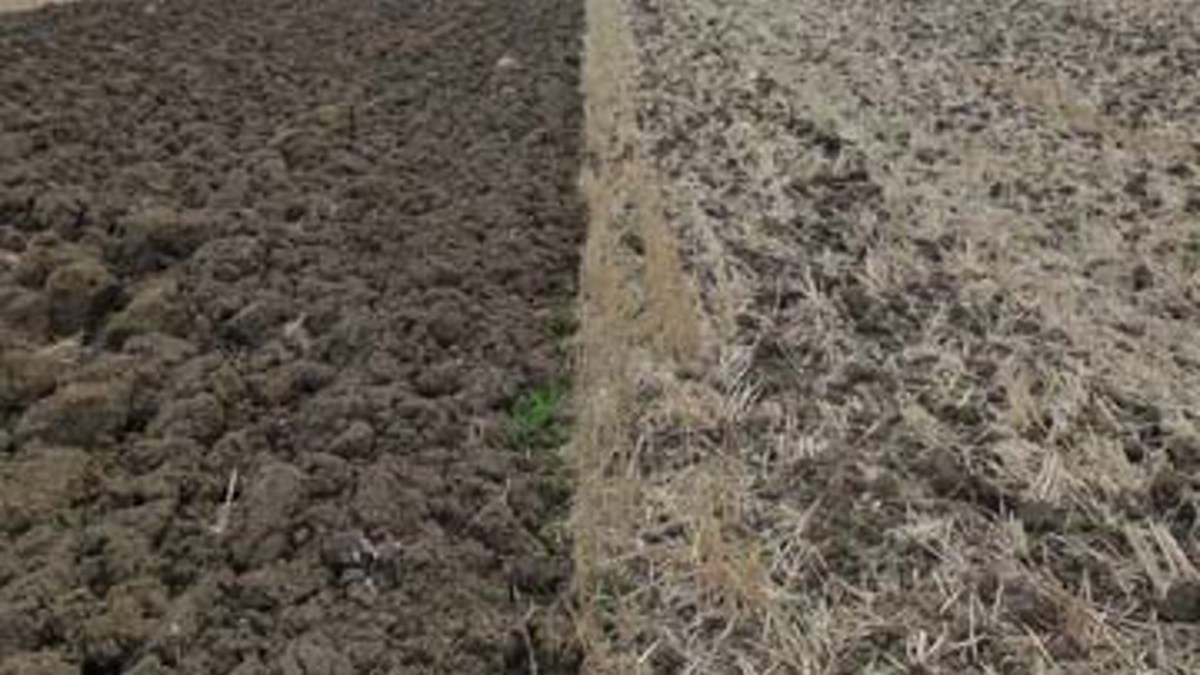 Cultivation Principles Cleavers BASF Agricultural Solutions UK