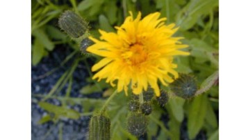 Facts at a glance – Sow Thistle