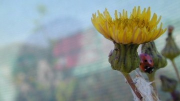 Facts at a glance – Prickly Sow Thistle