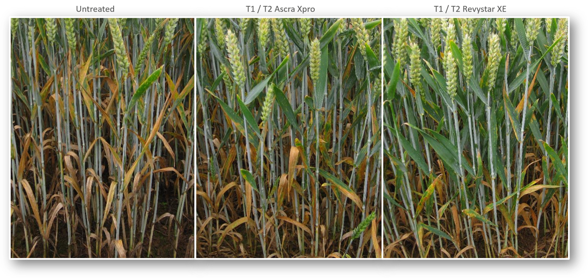 ADAS trial commissioned by BASF. Cultivar Elation, in Pembrokeshire. Pictures taken 8th July 2020.