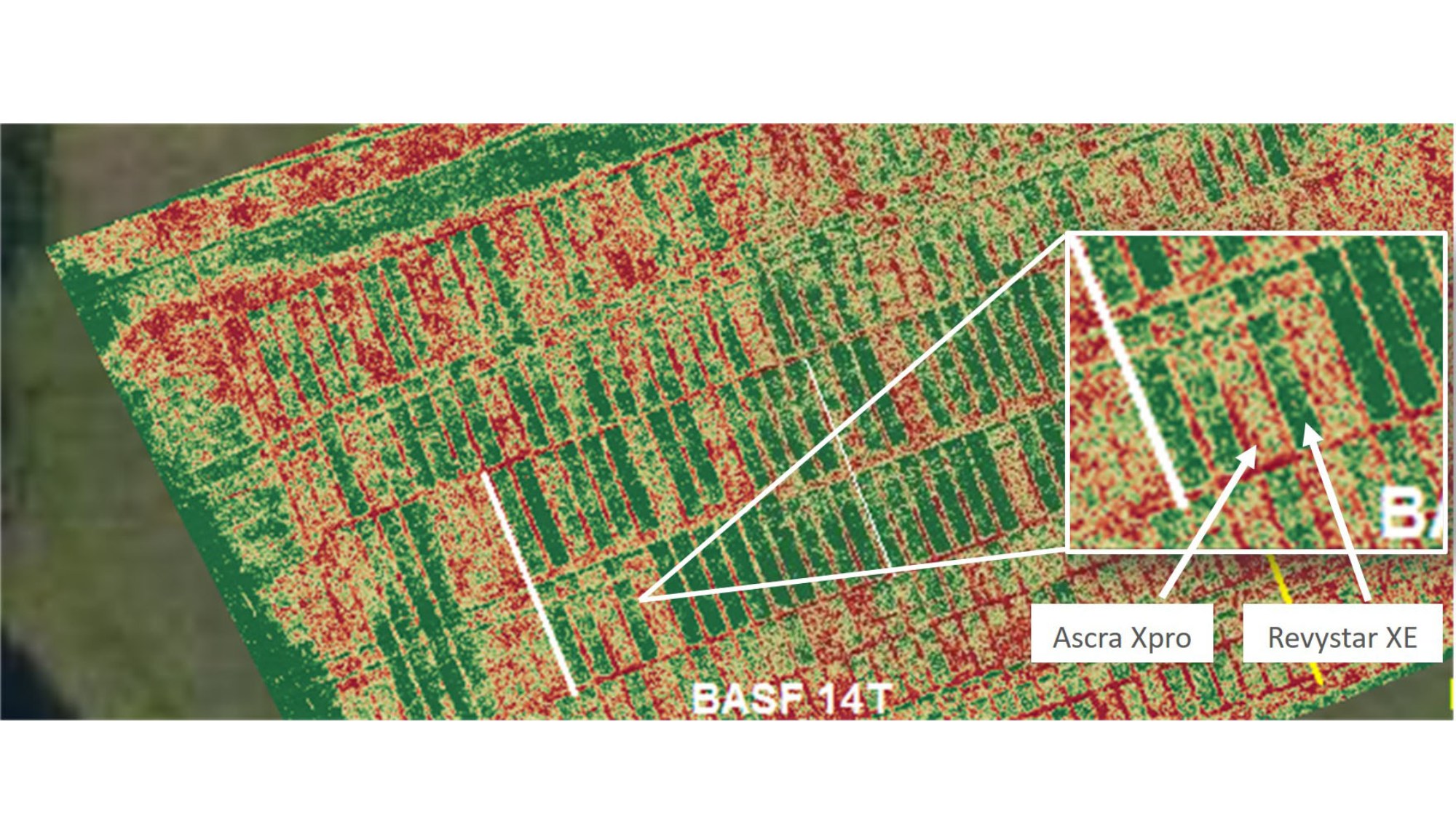 ADAS Trial commissioned by BASF. Cultivar Elation, in Pembrokeshire. Drone photo taken 17th July 2020