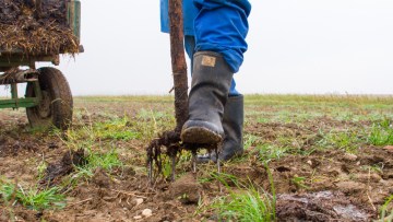 Growing spring cereals? Get in quick to manage your potential weed problems.