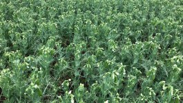 PGRO’s top tips for getting the most from combining peas