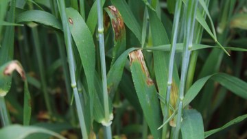 Rhynchosporium in barley
