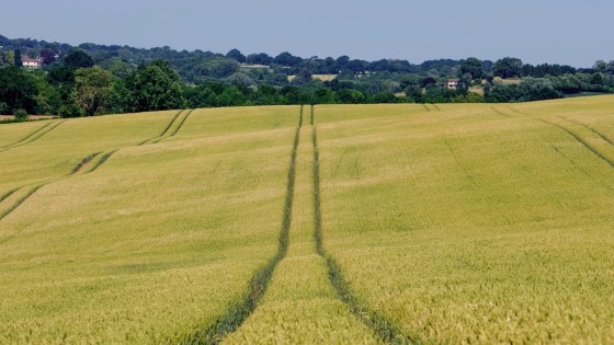 Problems with a particular weed?