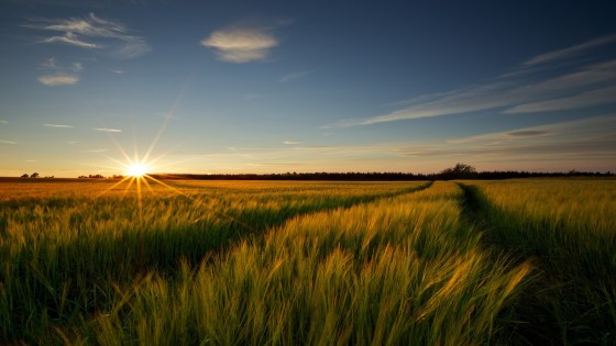 Barley Agronomy Guide