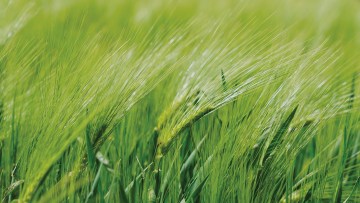 Return to the Cereal Weed Control Hub