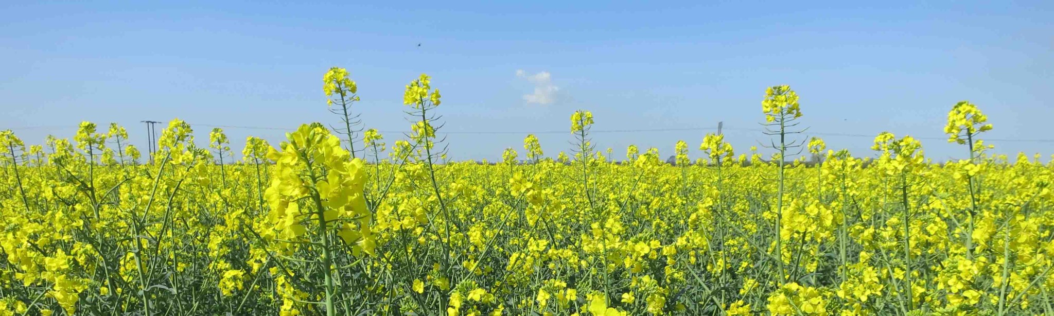 Clearfield<sup>®</sup>