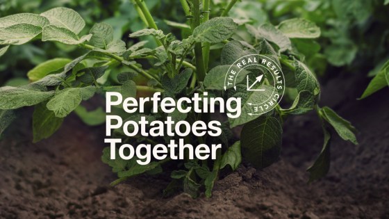 Perfecting Potatoes