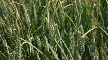 BASF's Weed Fact Sheets