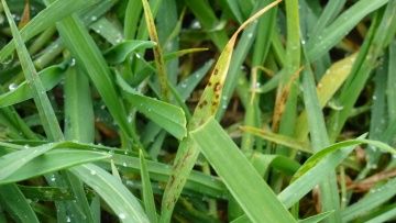 Ramularia in barley