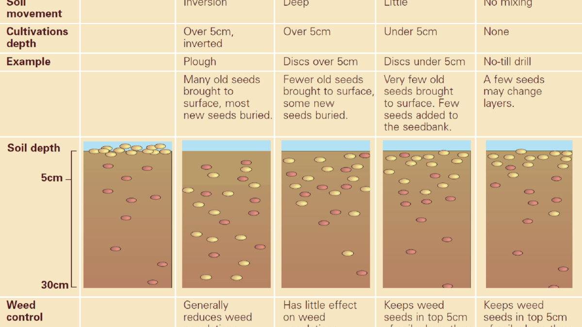 How to… Create the best stale seed bed for blackgrass control