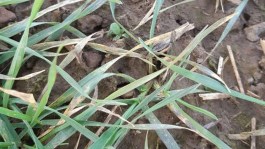 Managing late sown crops