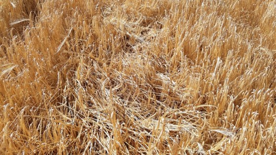 Avoiding lodging and brackling in spring barley