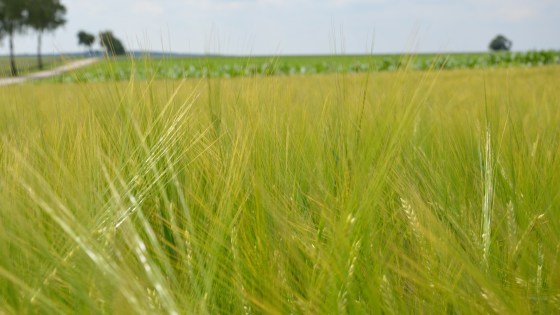Take the Barley Quiz