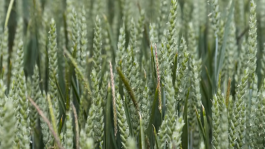Black-grass: The Importance of Pre-Emergence