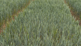  Maximise Italian Ryegrass Control