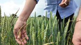  The Hidden Cost of Grassweeds