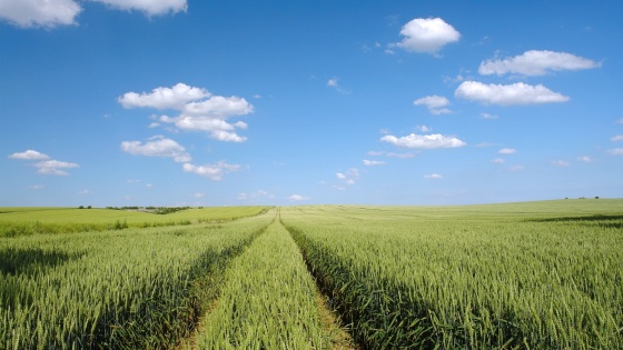 winter wheat, fungicide, herbicide