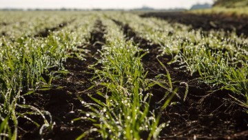 Return to the Cereal Weed Control Hub