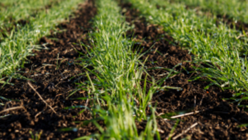 Why black-grass is so bad – and what to do about it