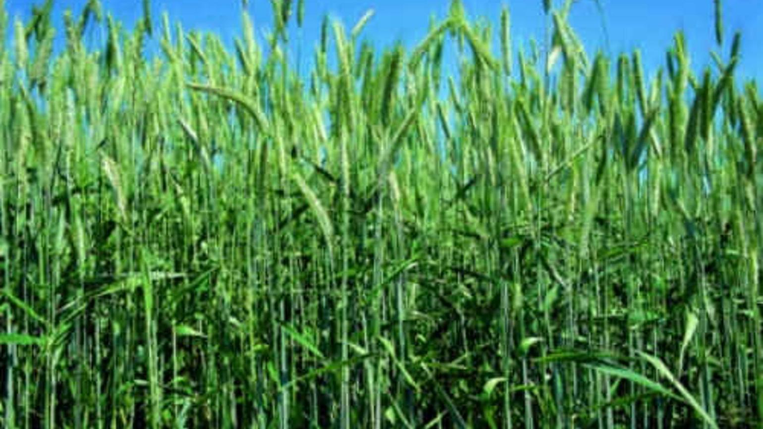 Spring Triticale - BASF Agricultural Solutions UK