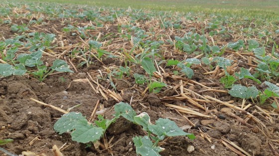 Metetazachlor and Quinmerac Water Stewardship