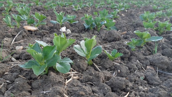 Bentazone Water Stewardship