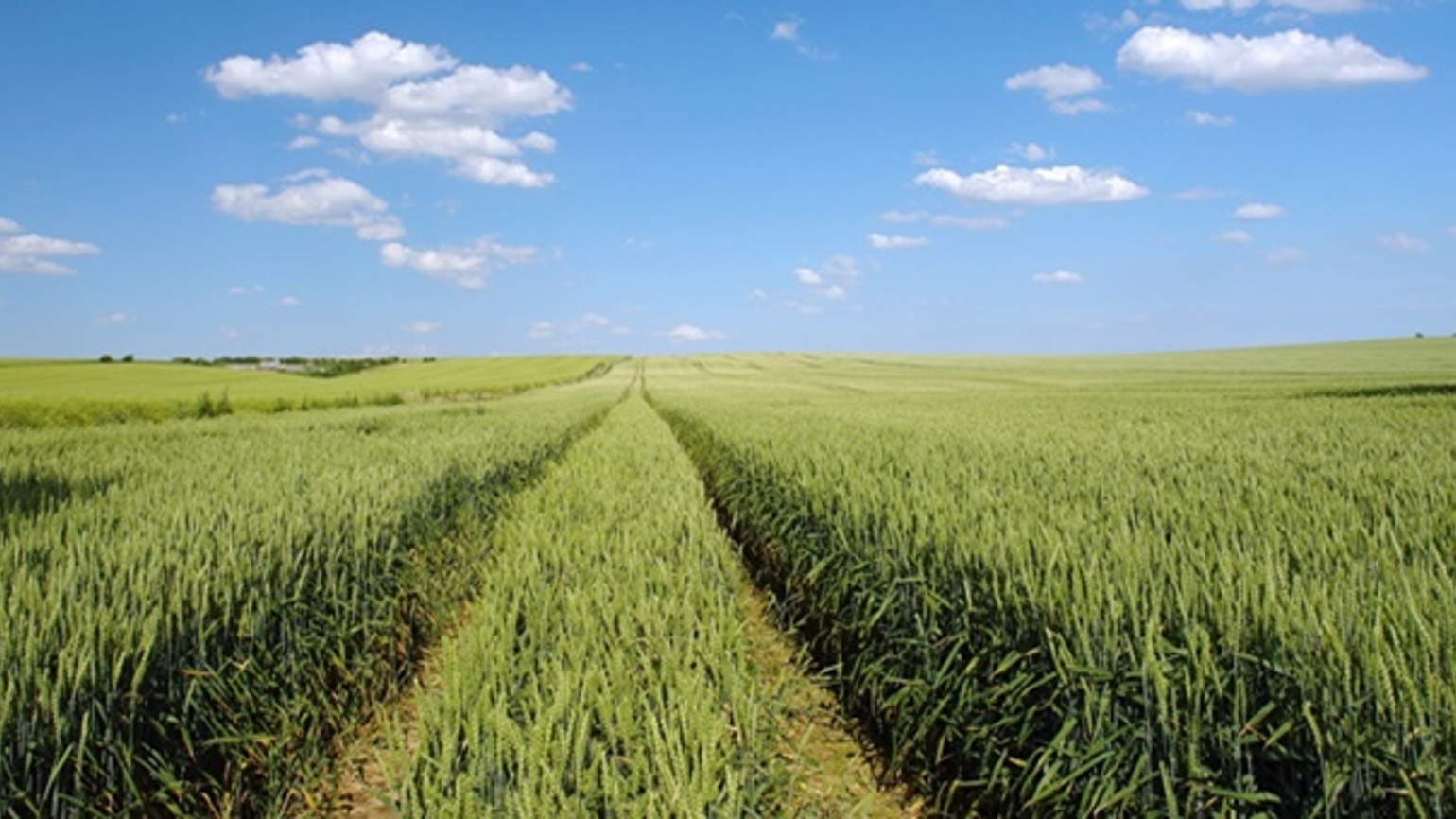 Winter Wheat - BASF Agricultural Solutions UK