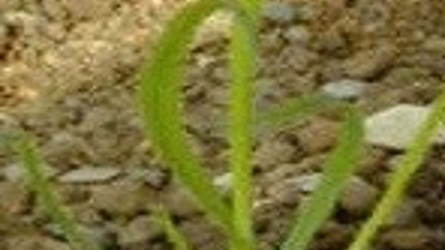 Onion Couch BASF Agricultural Solutions UK