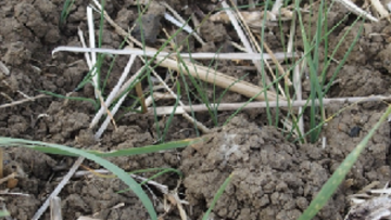 Weed Control in Cereals