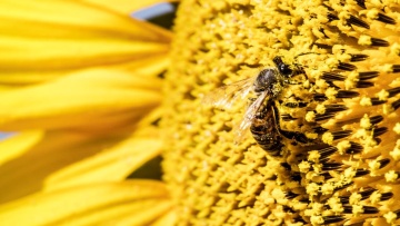 Honeybees & Agriculture